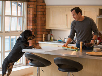 Will Arnett Show Dogs