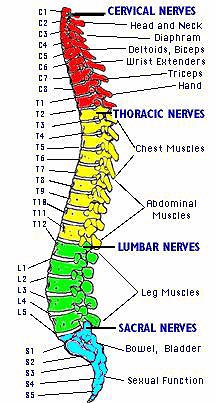 Spine Tingling Facts