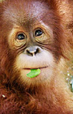 Fires Rage in Sumatra as Tripa Swamp Burns Prime Orangutan Habitat