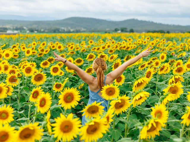 From Sunflowers to Clydesdales to Haybale Art and a Month-Long Food Festival, Here's The Top 10 Unmissable Events In The Scenic Rim This Year