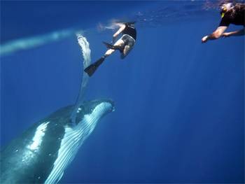 Sunreef Mooloolaba Launches Swimming With Humpback Whales