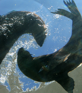 Visiting seals make a splash at Sydney Aquarium