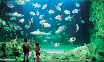 Sydney Aquarium Family Passes