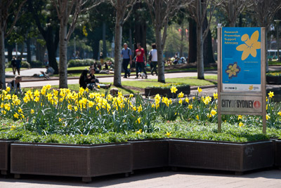 Thousands of Daffodils Trumpet a Brighter Future