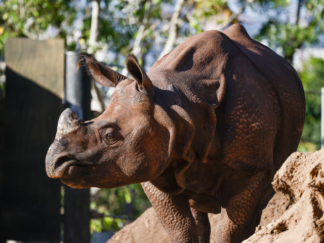 Greater One-horned Rhino and Water Buffalo arrive at Taronga Zoo Sydney