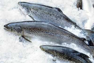 Tasmanian Salmon Healthy Facts