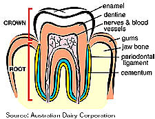 Oral care throughout your life