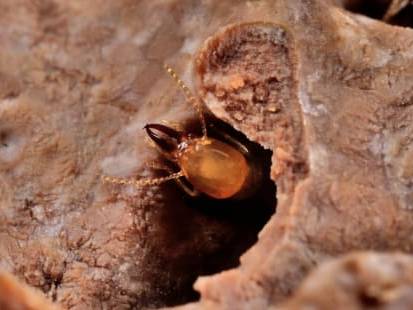 Wood-eating termites really like it when it's hot: study