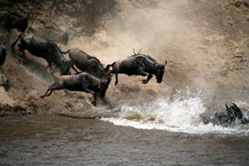The Great Migration: One Of Nature's Greatest Spectacles