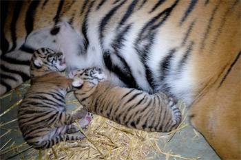 Two Tiger Cubs at Australia Zoo