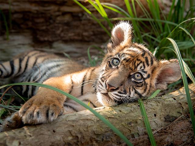 International Tiger Day 2020