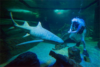 Tooth Fairy Hired To Help With Mammoth Shark Teeth Clean-Up at SEA LIFE Sydney Aquarium