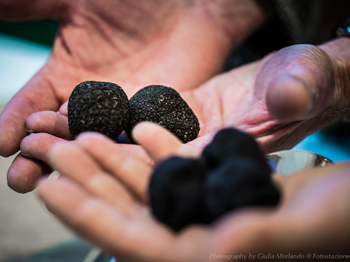 Truffle Celebration Day