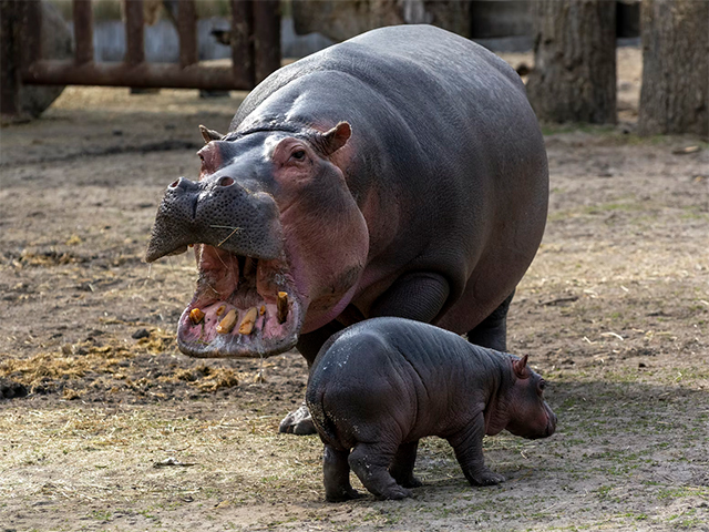 International Hippo Day