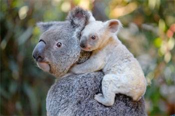 White Koala at Australia Zoo