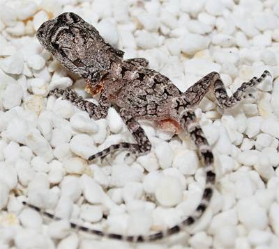 WILD LIFE Sydney Welcomes Ten Baby Frill-Necked Lizards