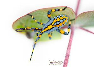 Macro Photography Classes at WILD LIFE Sydney Zoo