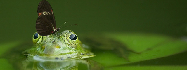 Frog in water with a butterfly.