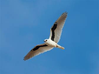 Letter-winged Kite Project